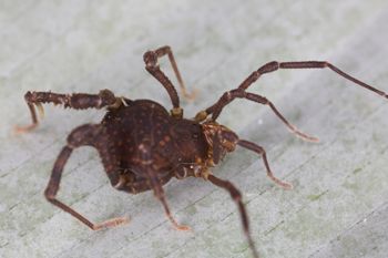 Media type: image;   Invertebrate Zoology 140068
